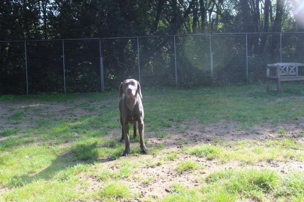 South Wales Argus: Blue - Weimaraner Such a handsome boy, when he isn't playing in the sandschool with a friend, he can be found exploring the world on a lead.Nervous but does show his beig heart when faimiliar with you.